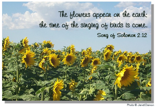 Sunflowers in Oklahoma