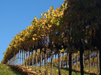 Fall vineyard perspective