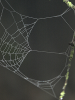 Oak branches and web