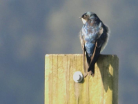 Swallow on fence post
